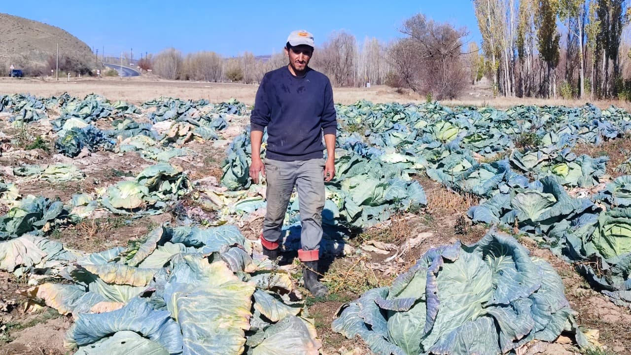 Yozgat’ta 30 Yıldır Lahana Üreten Baba ve Oğul