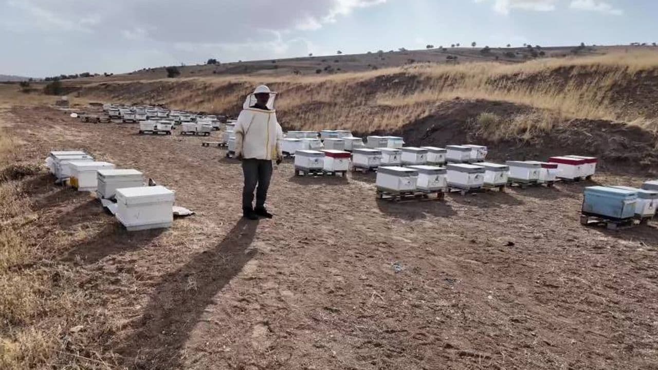 Çayıralan: Ormanın Ortasında Bal ve Türbe