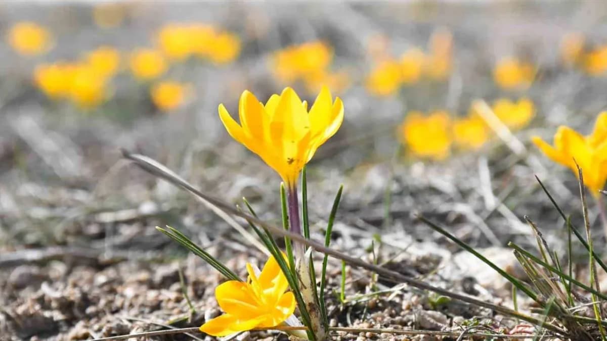 Çiğdem Pilavı: Yozgat'ın En Nadir Sofrası