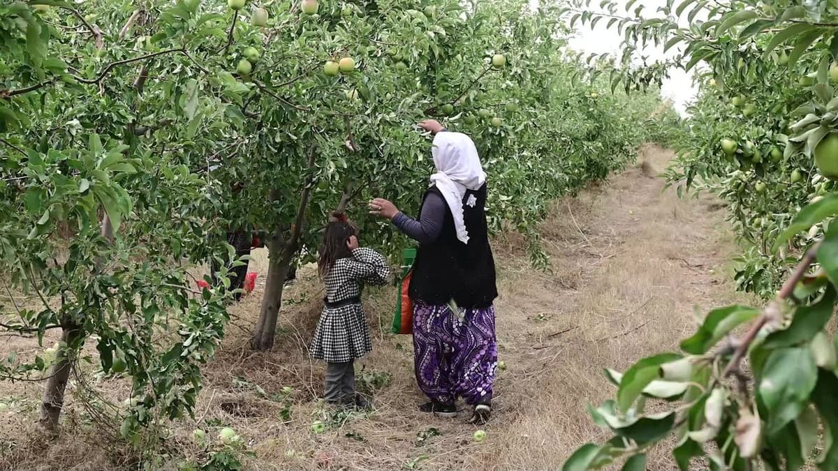 Kadışehri: Deveci Dağlarının Elması, Kabalı'nın Umudu