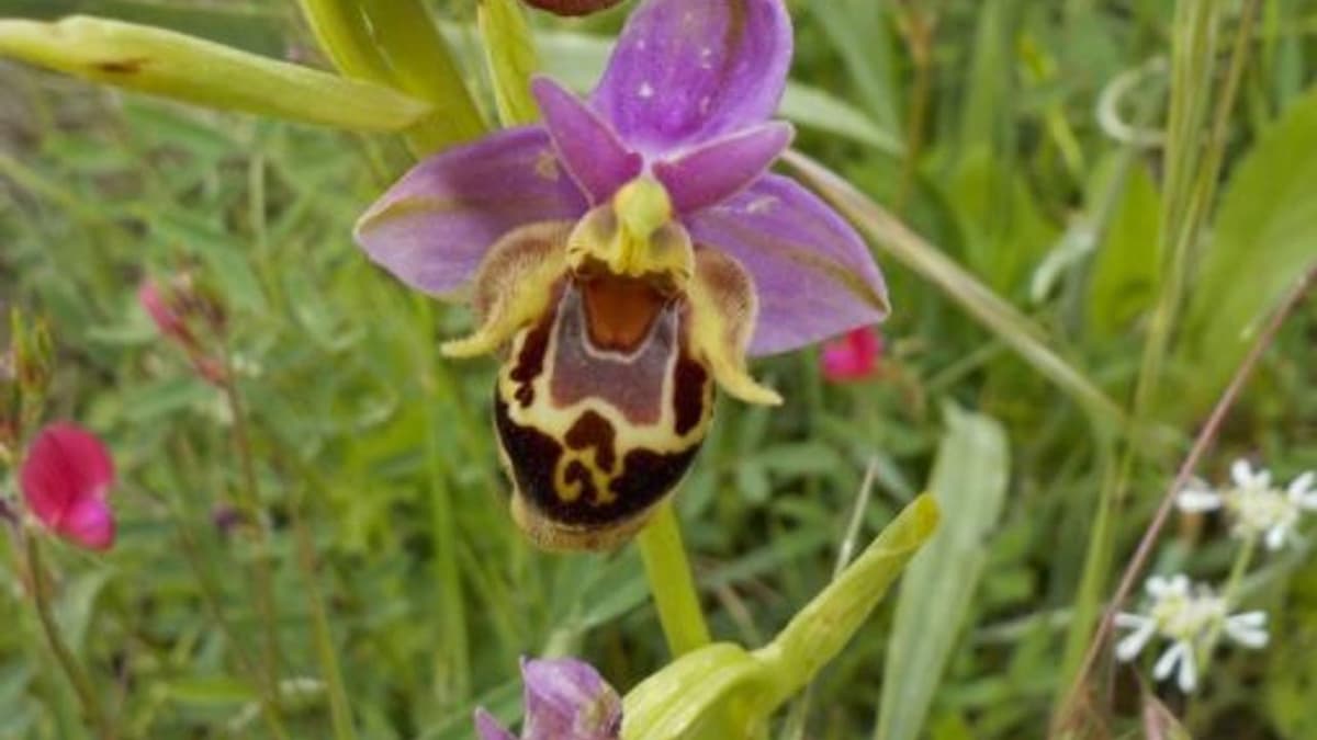 Akdağmadeni Salebi: Yozgat'ın Dağlarından Gelen Sıcaklık