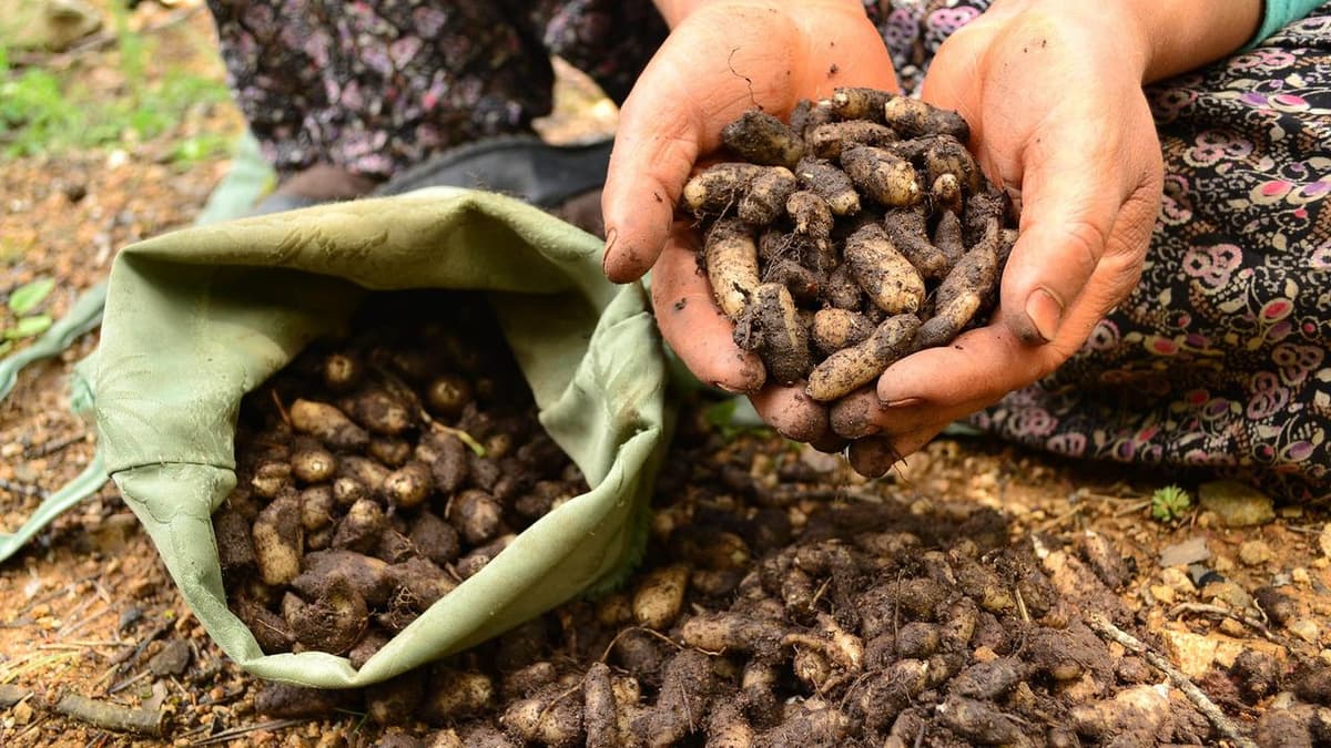Akdağmadeni Salebi: Yozgat'ın Dağlarından Gelen Sıcaklık