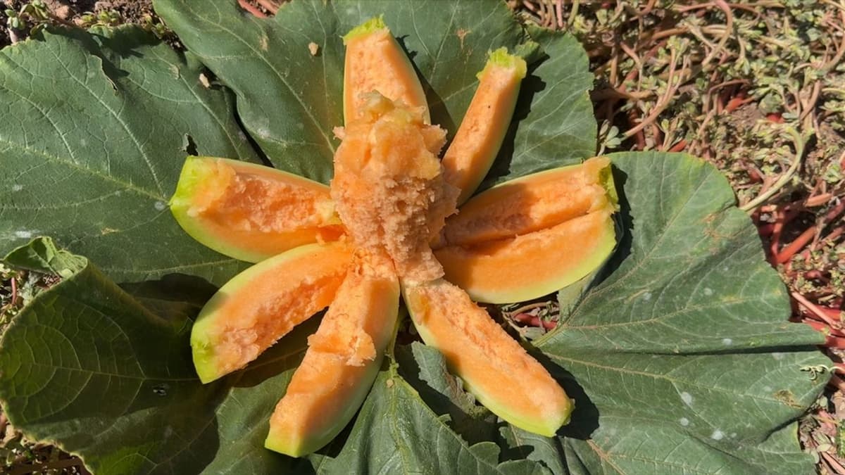 Aydıncık Bağrıbütün Kavunu: Kanyonun Dibinde Yetişen Eşsiz Tat