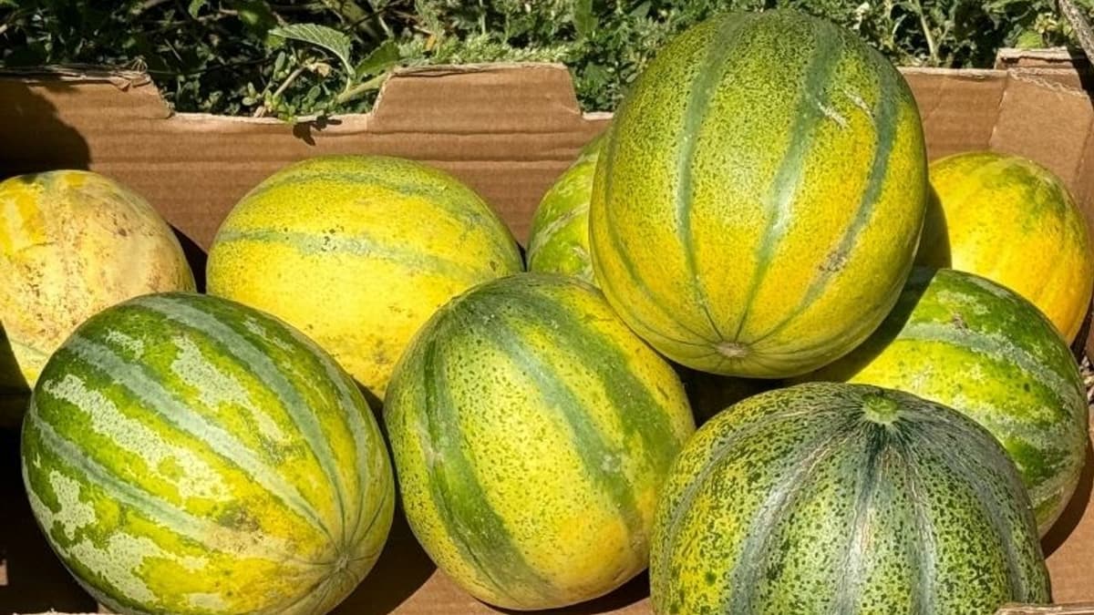 Aydıncık Bağrıbütün Kavunu: Kanyonun Dibinde Yetişen Eşsiz Tat