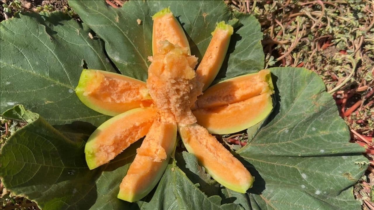 Aydıncık Bağrıbütün Kavunu: Kanyonun Dibinde Yetişen Eşsiz Tat